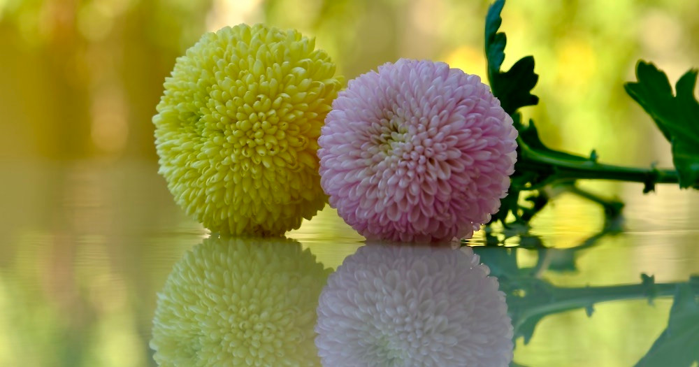 供花イメージ写真