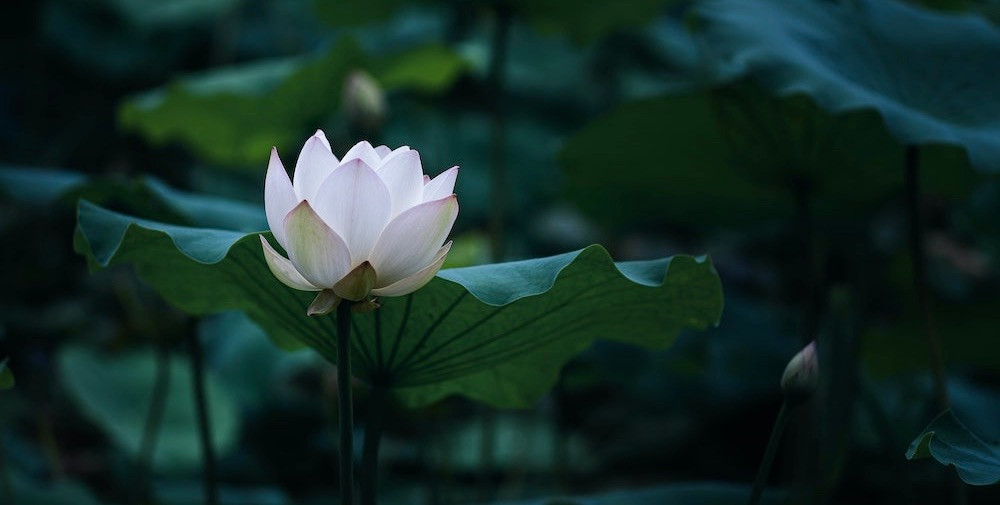 蓮の花のイメージ写真
