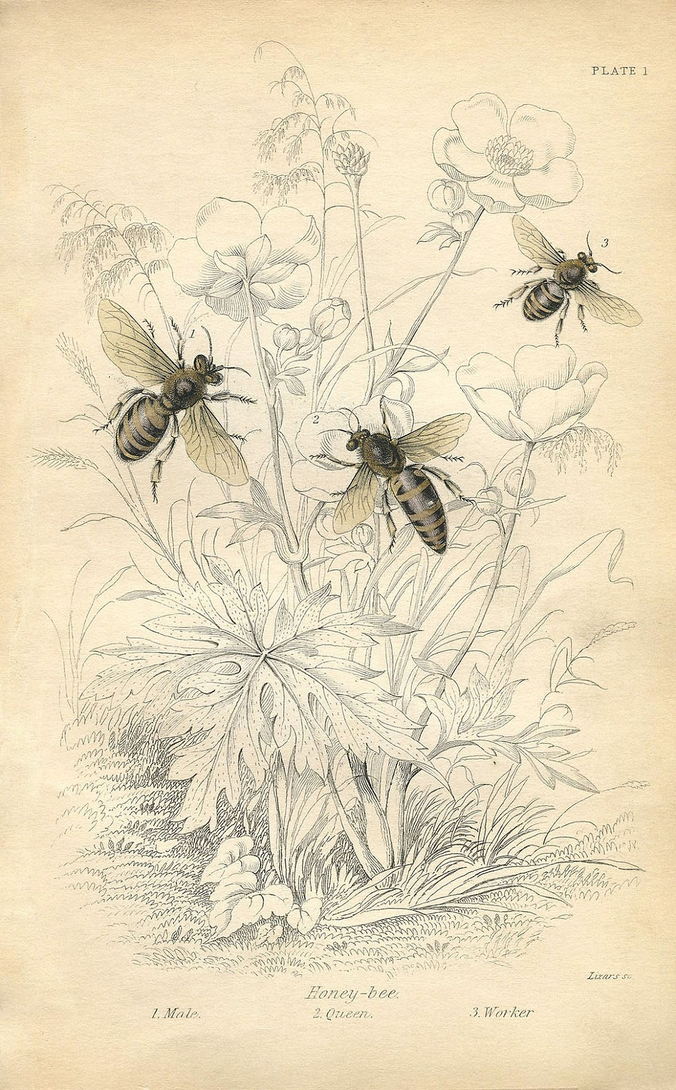 Glade frequenters: Bees, Beatles, buddies
