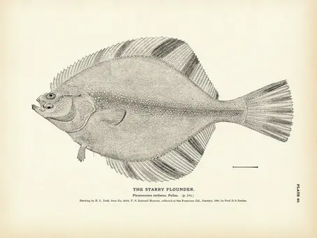 Stairs, projecting, the flounder, and truth