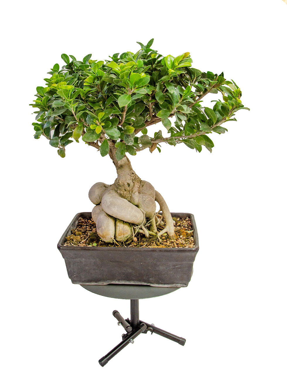 Miniatura: Mesa Torno Giratoria Bonsai / Tortas / Reposteria