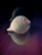 Tonna Shell