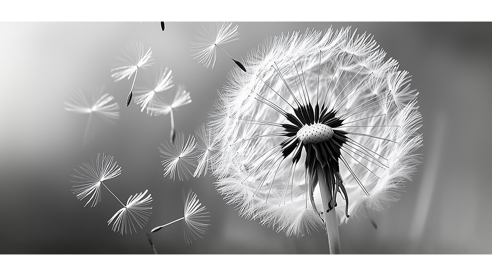 Dandelion in Breeze