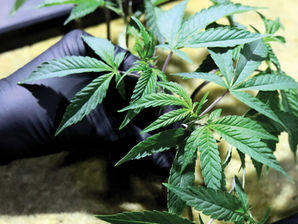 Peat moss or Rockwool for clones: What substrate is best for your cannabis grow?