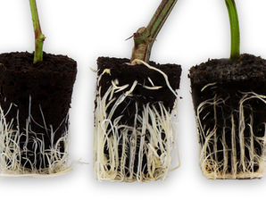 The Roots of Success: Cannabis Health Starts at the Bottom
