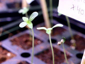 The Life Cycle of the Cannabis Plant