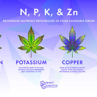 Using Color to Detect Nutrient Deficiencies in Cannabis 