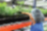 Cannabis Careers at Summit Genetics Tulsa Oklahoma