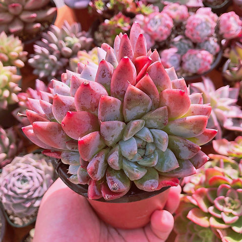 多肉植物 アルバビューティー 2〜3頭群生 | るる農園