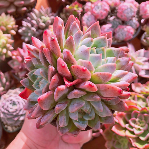 多肉植物 アルバビューティー 2〜3頭群生 | るる農園