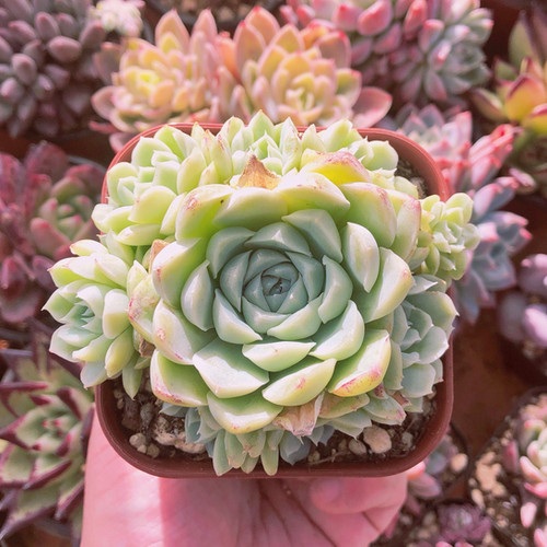 多肉植物 ヒューミリス 多頭群生 | るる農園