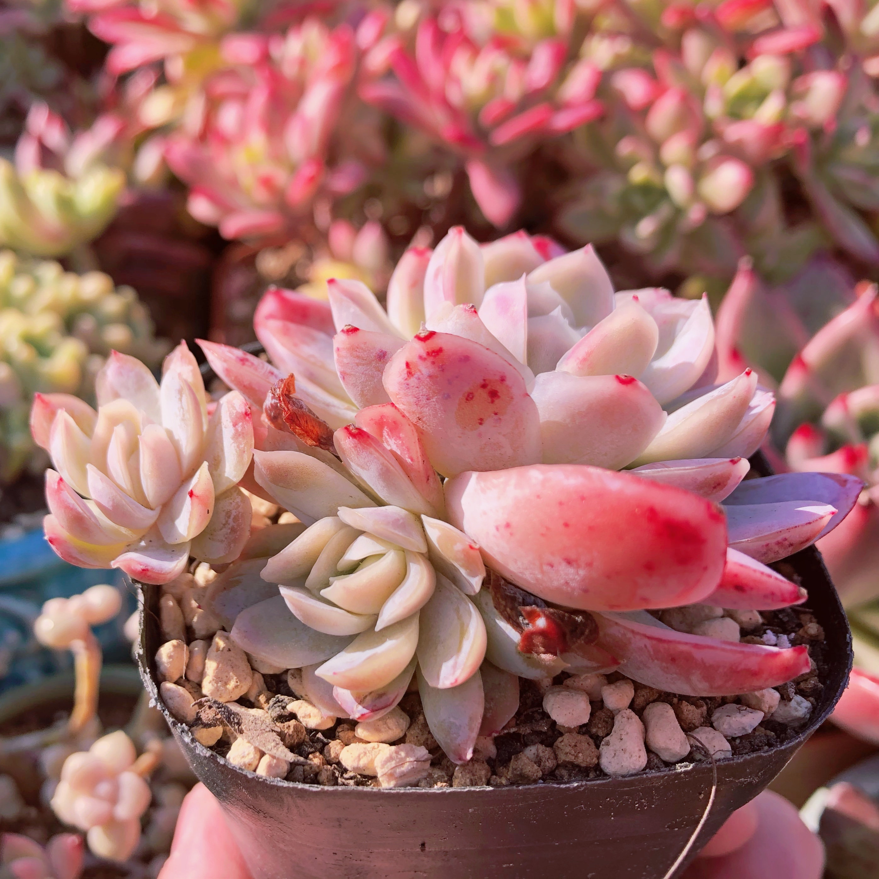 多肉植物 ピンク月影 るる農園 多肉植物 ピンク月影 るる農園