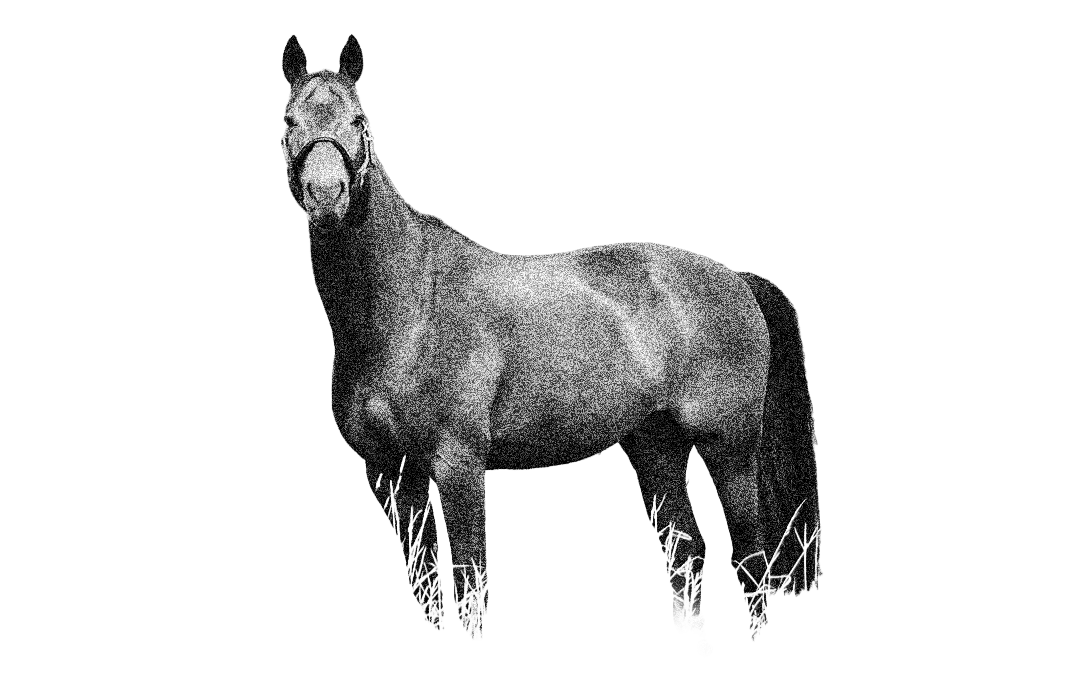 horse.png