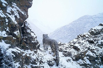 snow leopard on snow filled mountain top