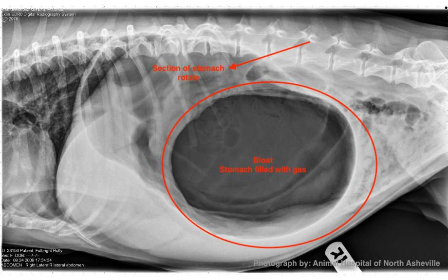 Canine Gastric Dilation Volvulus