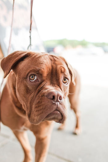 sad looking boxer