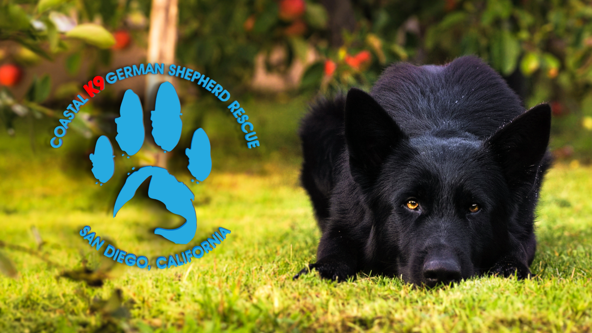 Shepherd Mix German Shepherd To Adopt Near Me German Shepherd