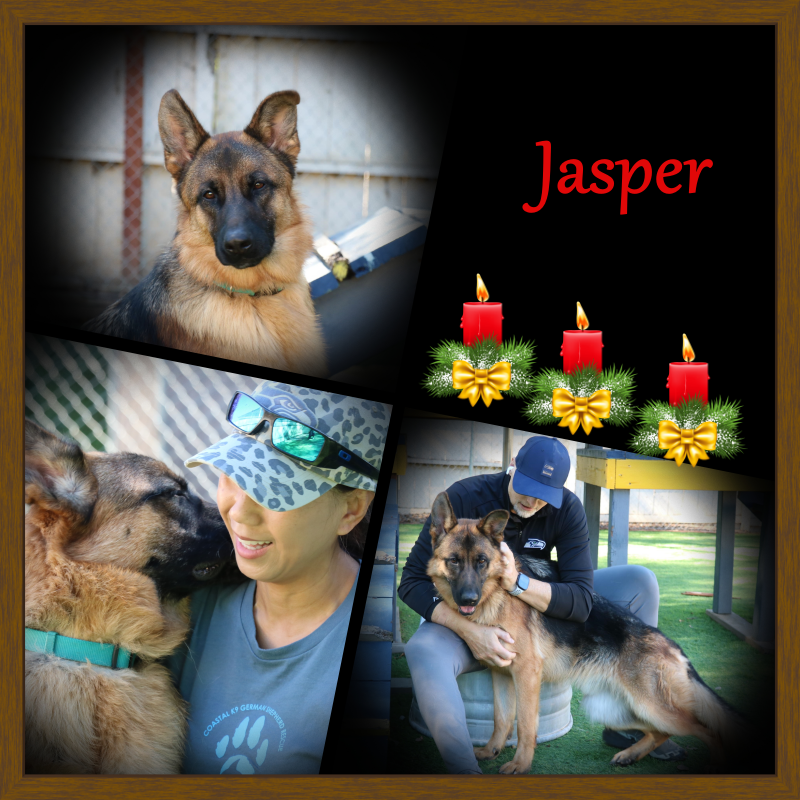 Jasper - Our 3rd Dog of Christmas