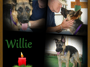 Willie - Our 1st Dog of Christmas
