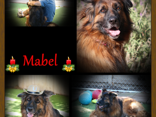 Mabel - Our 2nd Dog of Christmas