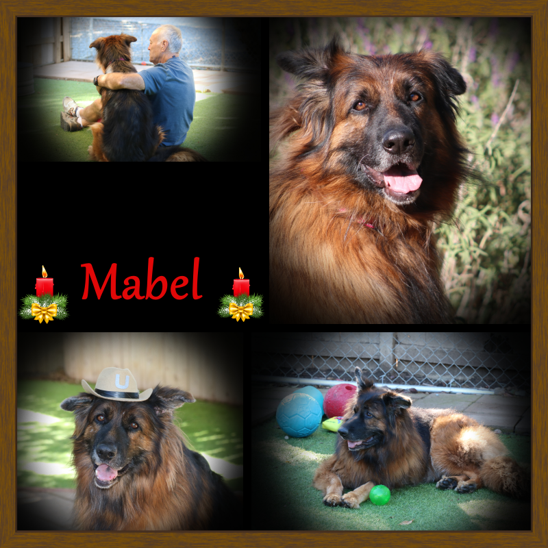 Mabel - Our 2nd Dog of Christmas