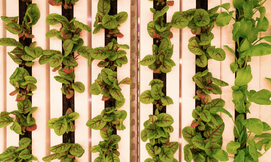 Vertical towers from Square Mile Farms' Rooftop Paddington Farm.