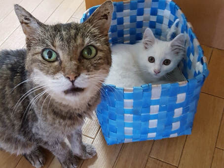 日記始めました