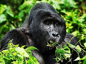 large gorilla.jpg
