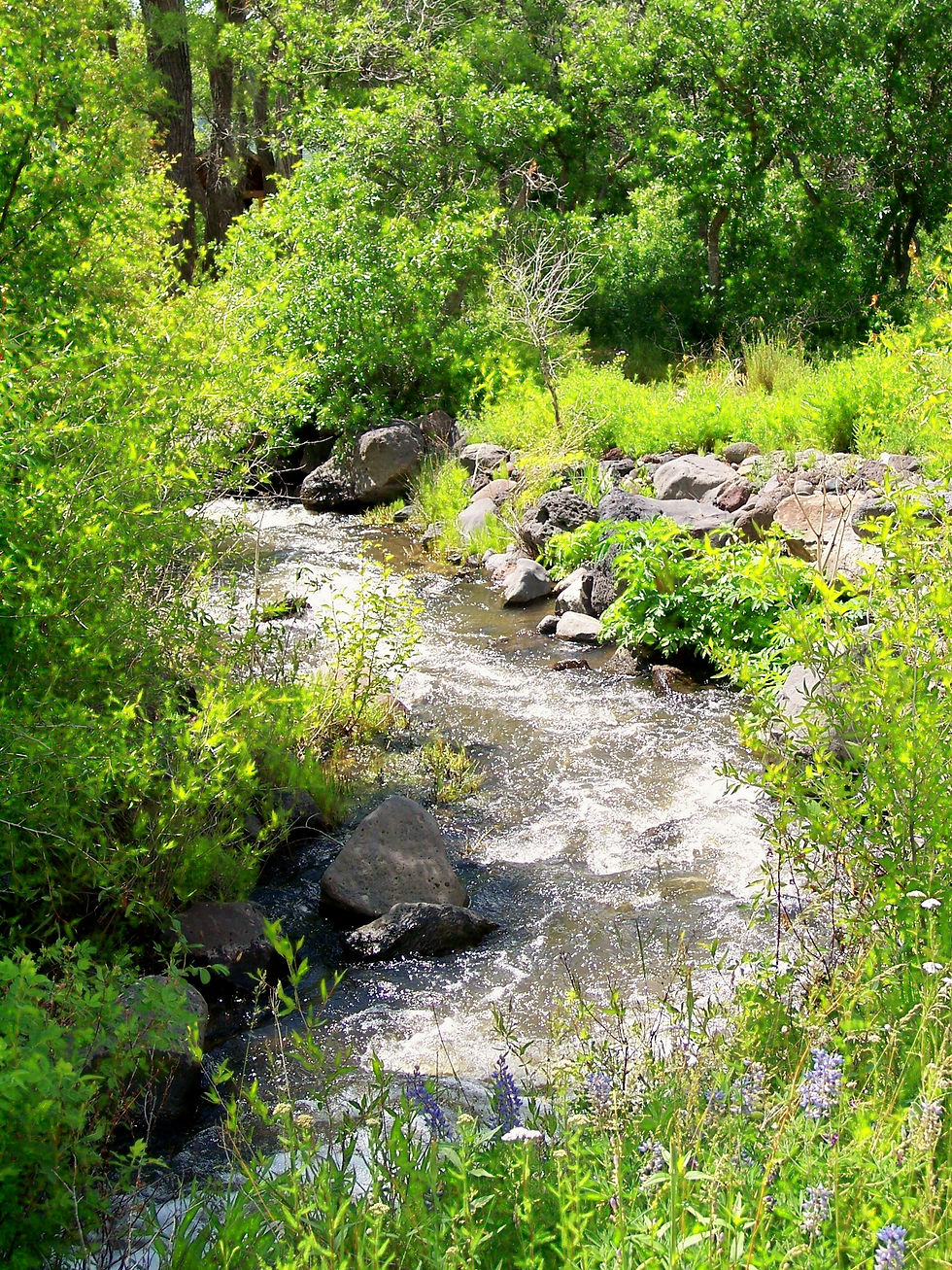 Coon Creek