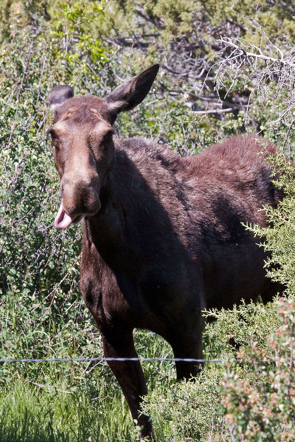 Moose Saying Hello