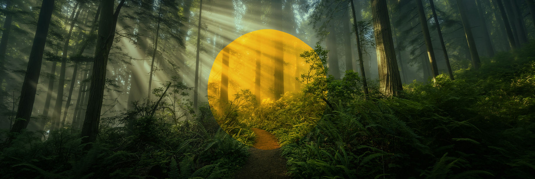 Monterey-bay-area-climate-justice-collaborative-group-leadership-MBACJC-redwood-forest-fog