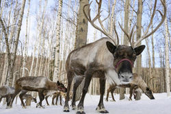 reindeer