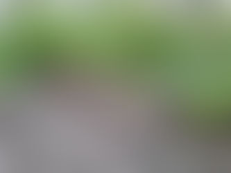 Randale mit Bagger in Celle – Bäume gefällt, Wege zerstört