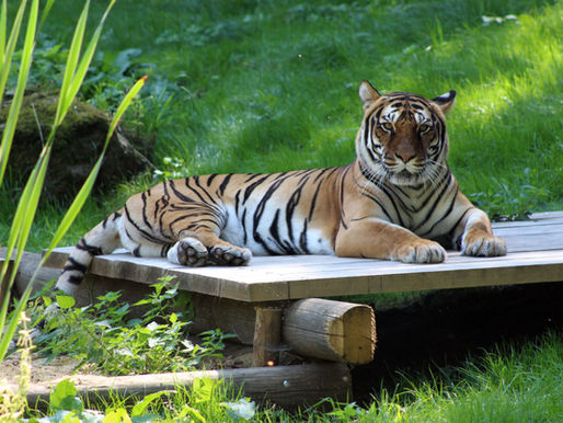 Tigerin Indira liegt in Gehege