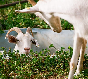 Goats