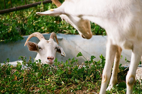 Goats