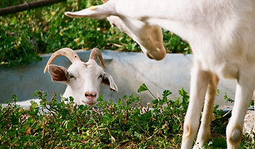 Goats