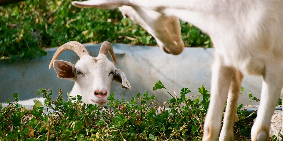 Raising Dairy Goats - Loudon