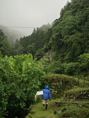 Hidemi et la production de feuilles au Japon