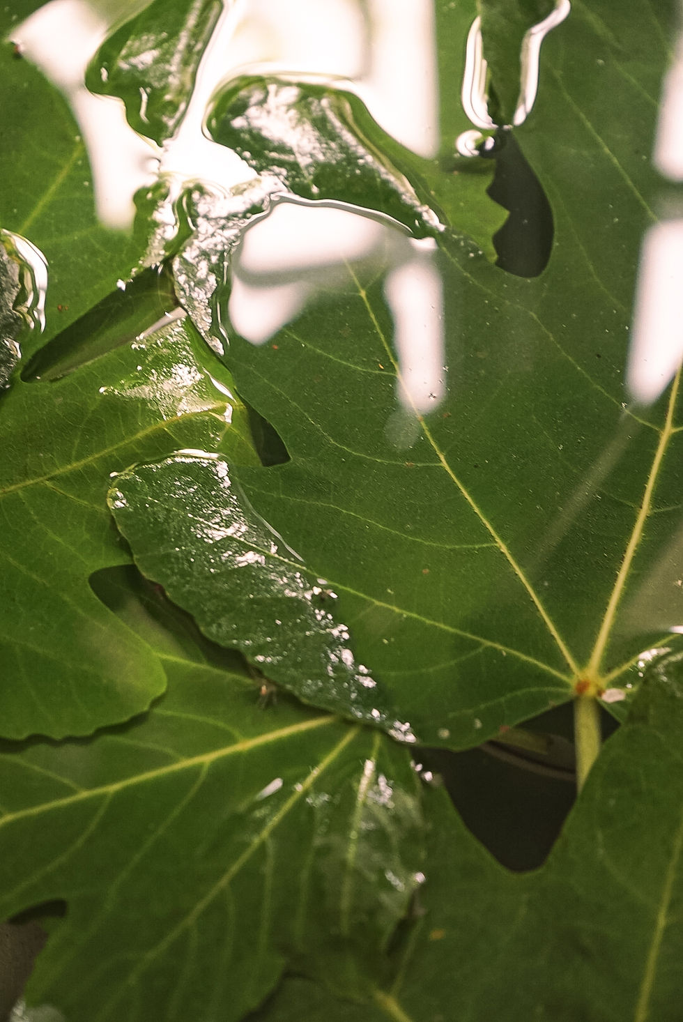 Fig leaves