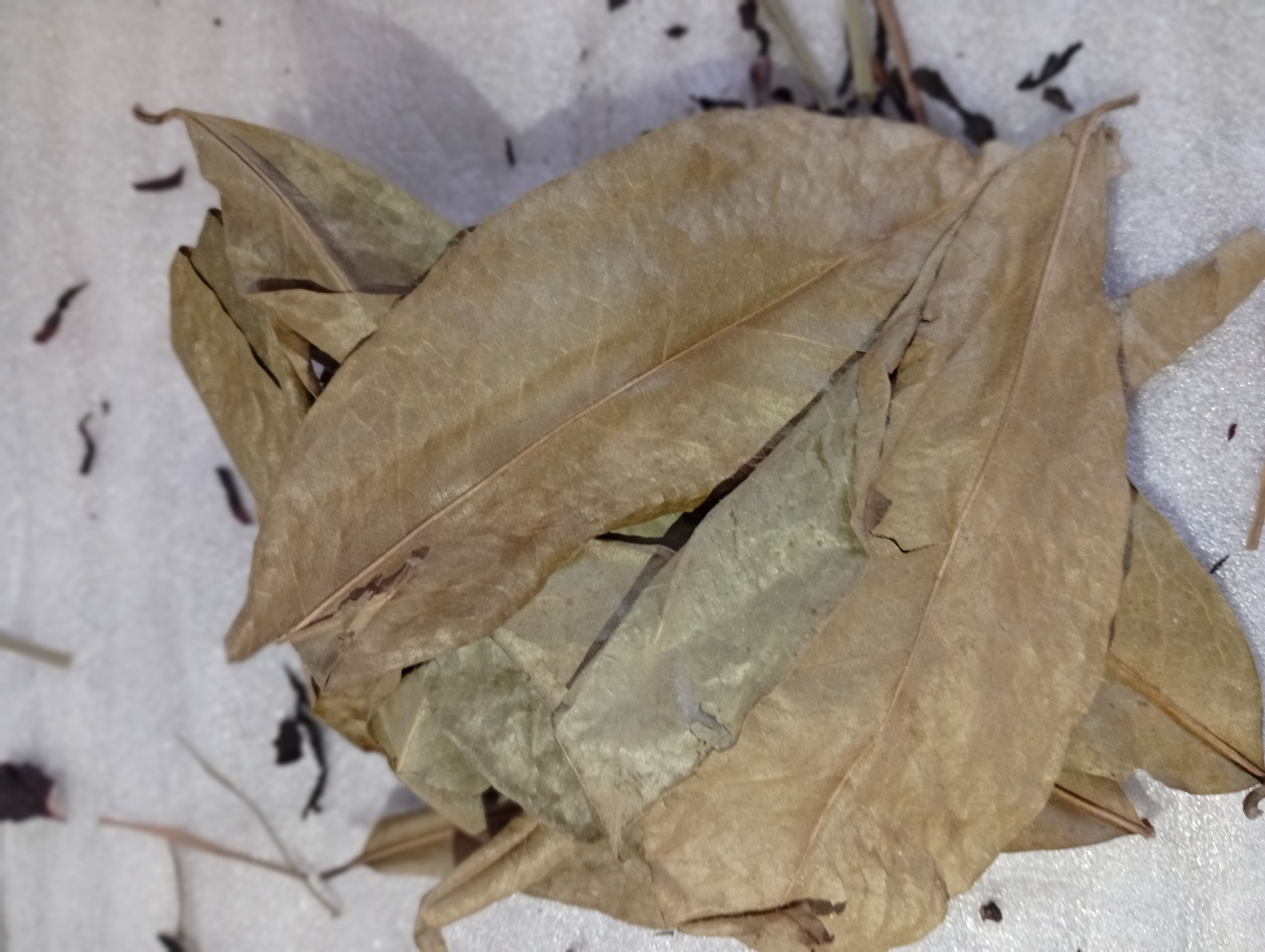 Feuilles de Corossol séchées