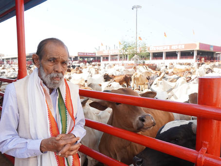 South India’s biggest Goushala, Satyam Shivam Sundaram Gau Nivas to conduct Annakut 