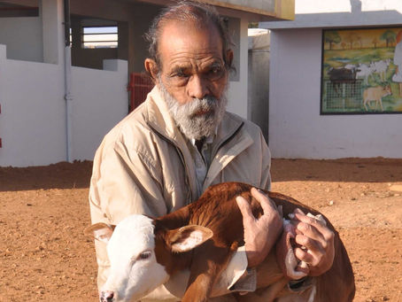 South India’s biggest Gaushala, Satyam Shivam Sundaram Gau Nivas to conduct Annakut Celebrations