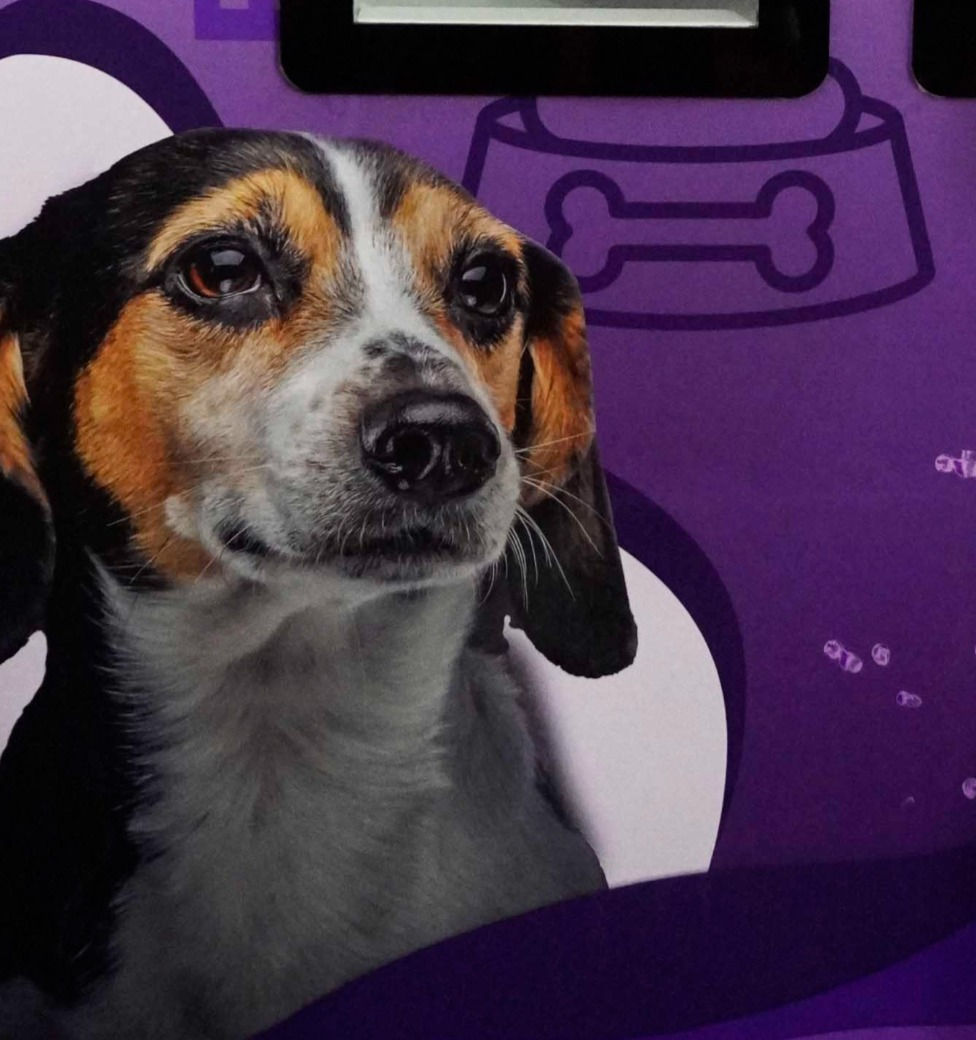 Did you know that Dogs too can donate blood?