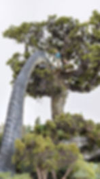 Brachiosaurus encounter with a person in a tree