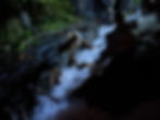 Dilophosaurus attacking Dennis Nedry in a dark jungle stream.
