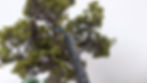 Brachiosaurus encounter with figures in a tree