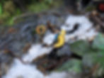 Diorama of Dennis Nedry's death with Dilophosaurus by a stream.