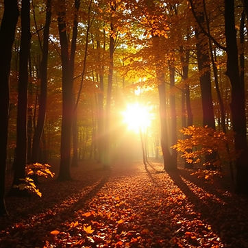 opening in autumnal woods heart shape light pf sun coming through trees with leaves on the