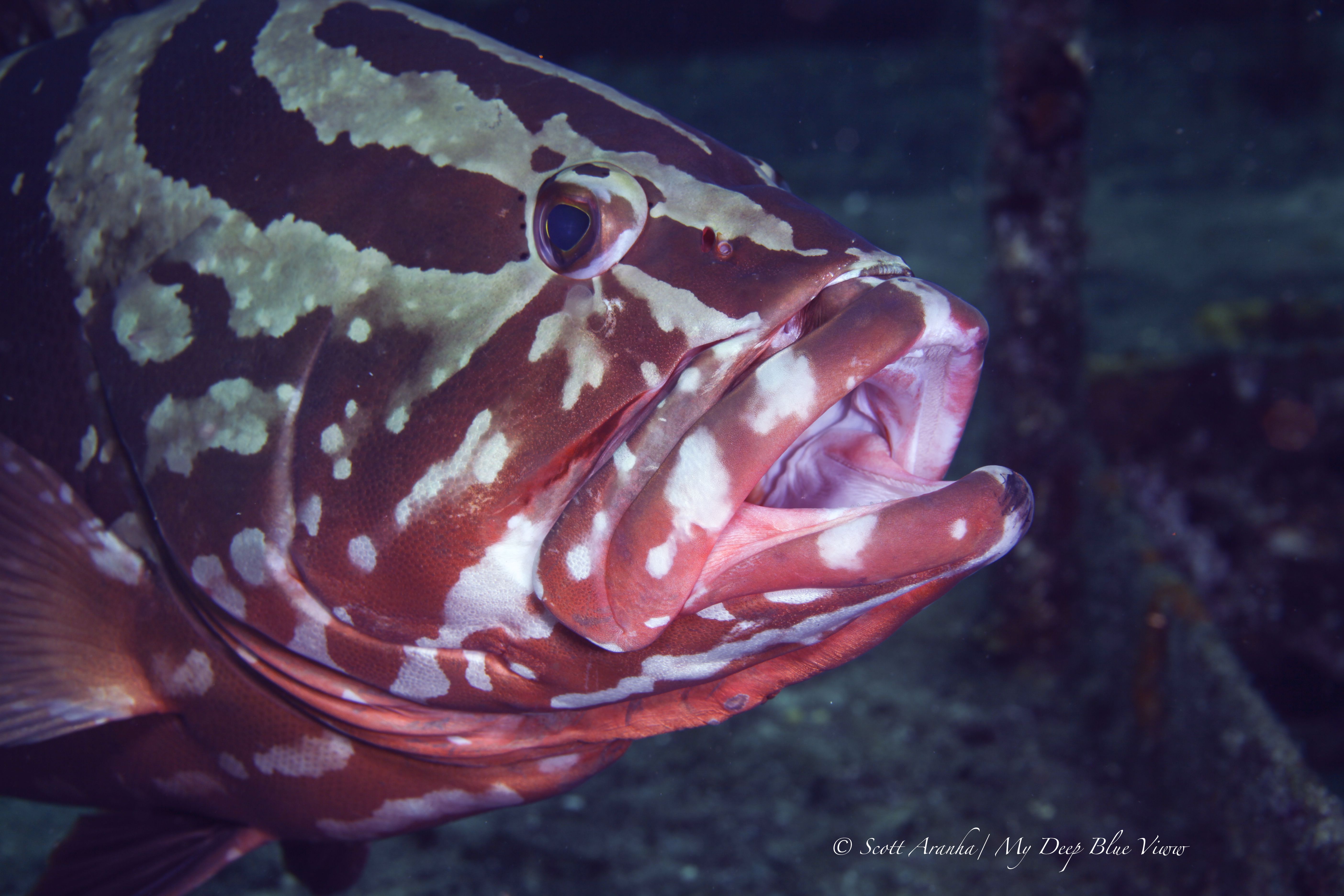 Grouper014.jpeg